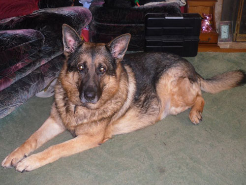 sabre gsd