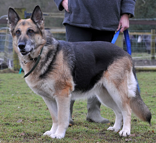 sadie older german shepherd