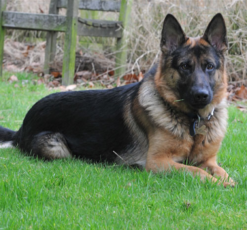 sam gsd that needs a new home