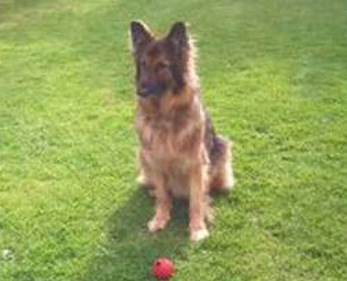 sam gsd