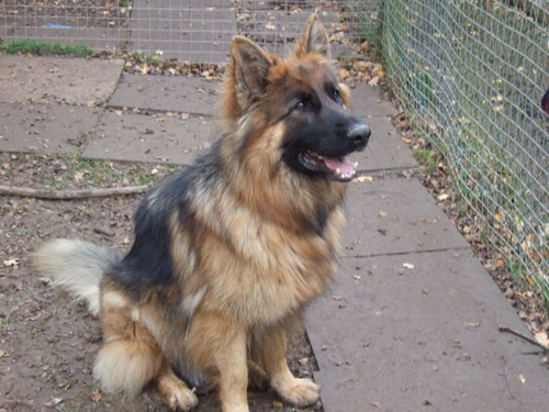 sam large gsd