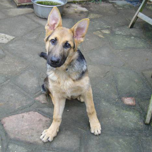 sam gsd puppy