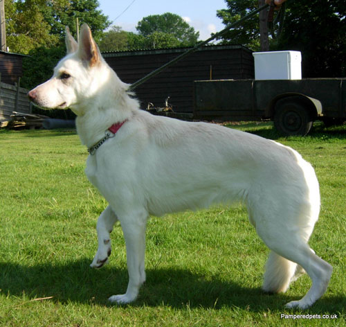 sandy white gsd