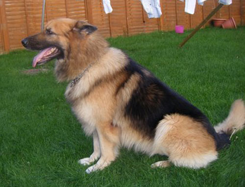 sarge long coated gsd