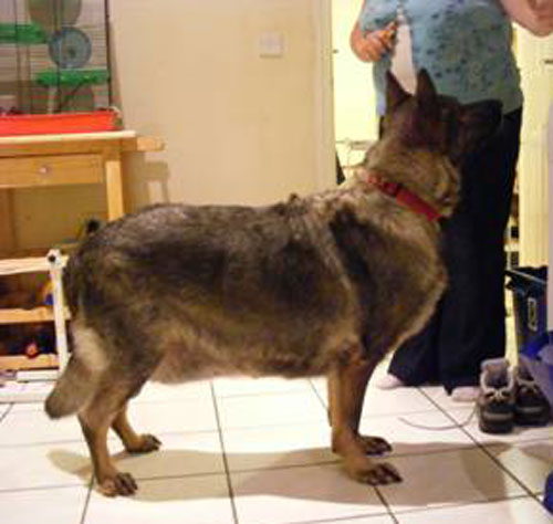 sasha the gsd having a nosey