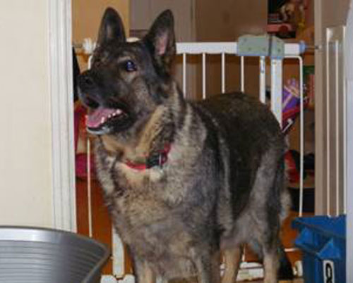 sasha sable coat gsd