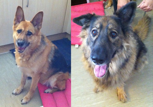 shannon and sasha gsd's