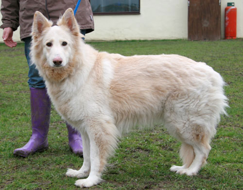 sherry white german shepherd