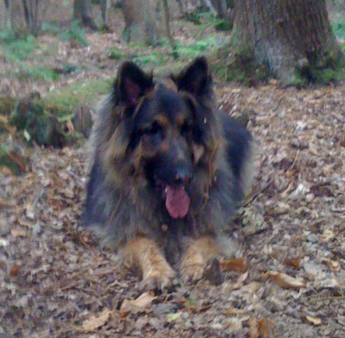 sonny gsd