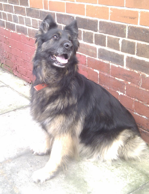 sophie older gsd