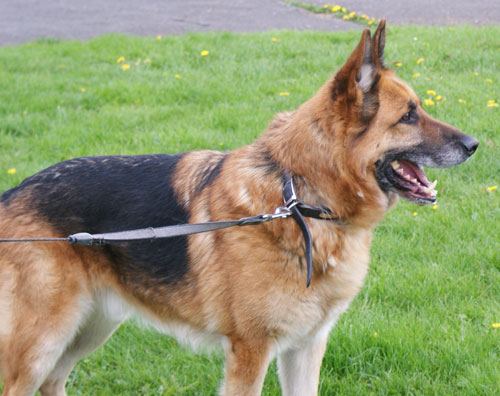 spike gsd