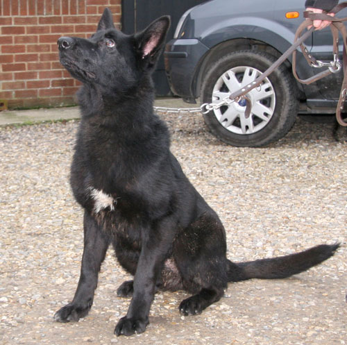 star black german shepherd puppy