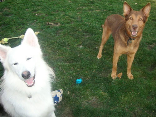 starbuck and loki the gsd husky cross