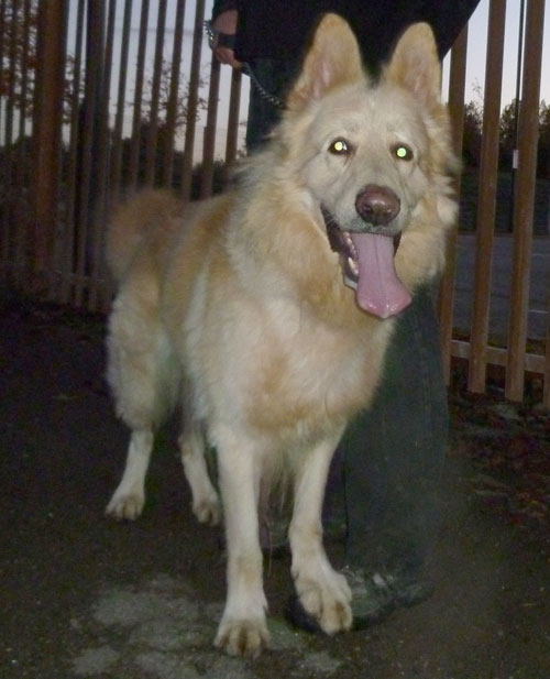 t'mone white gsd