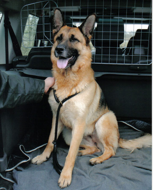 tala gsd 