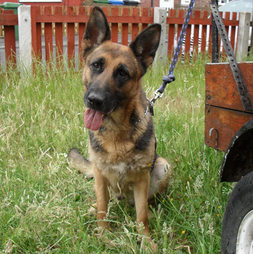 tamba gsd offered free to good home be heartless owners