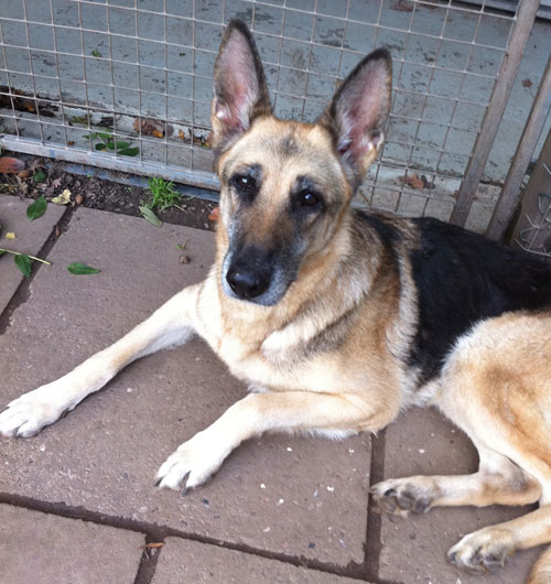 tara in kennels