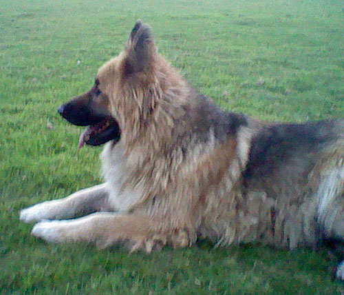 teddy long coat gsd