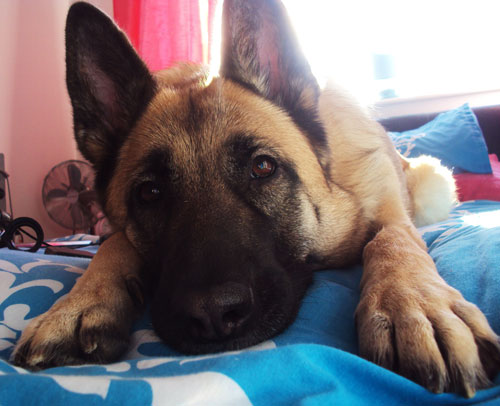 tess gsd lying on a bed