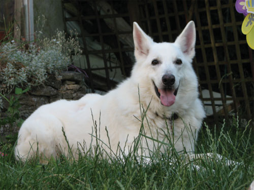 thor white german shepherd