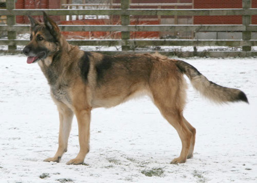 tia gsd from the dog pound