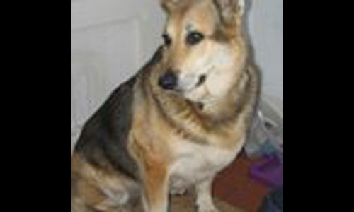 tizzy gsd whose owner has died