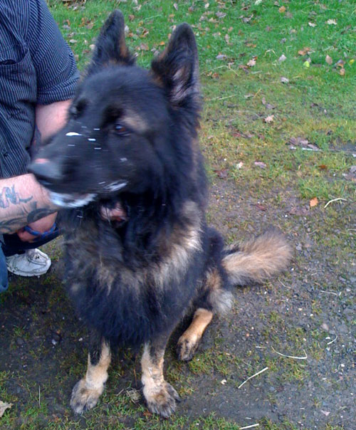 tyler the gsd with a large abscess on his neck