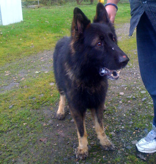 gsd tyler