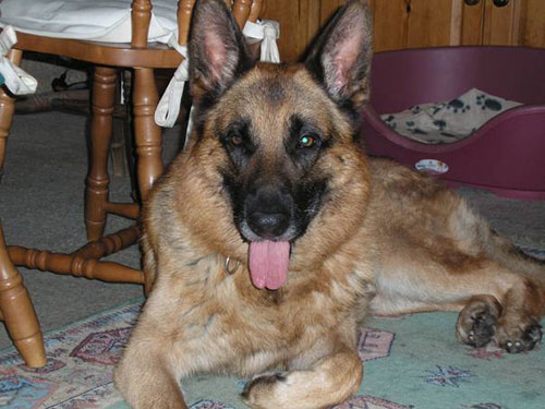 tyson gsd