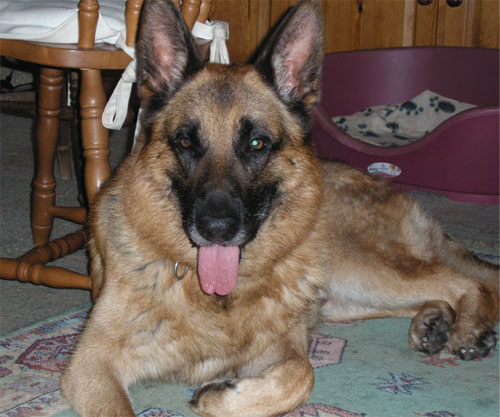 tyson gsd