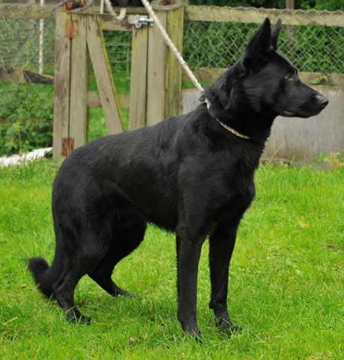 wolfie black gsd