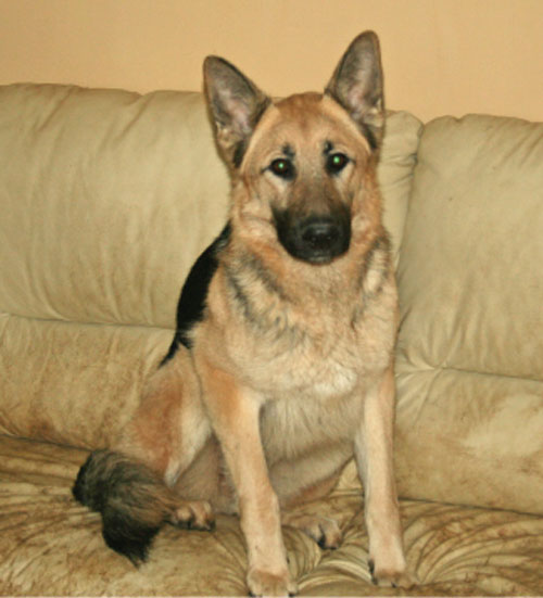 wolfie german shepherd