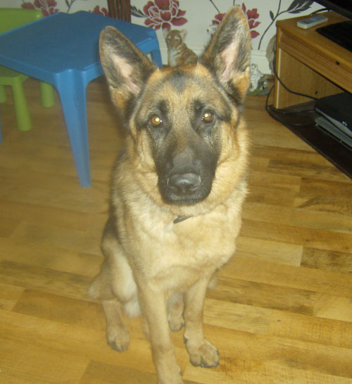 zac gsd