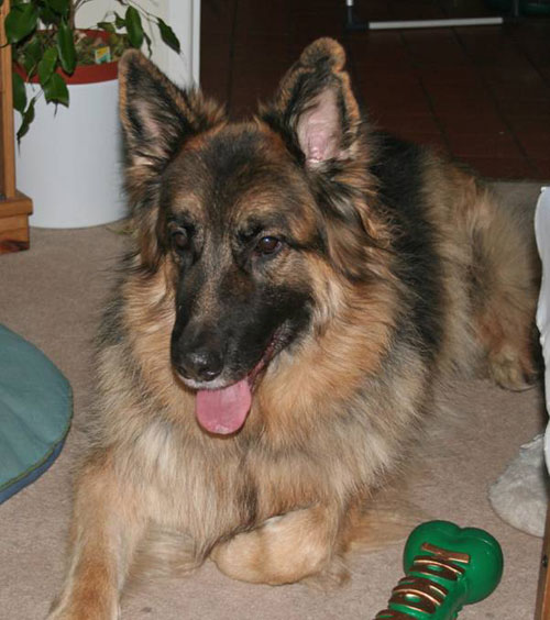 zack gsd