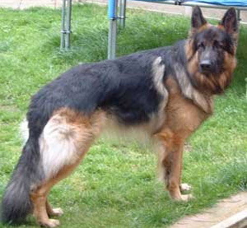 zak long coat gsd