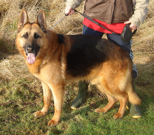 zapher a rescue gsd that has been in kennels over 2 years