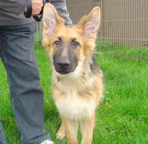 zeus gsd puppy