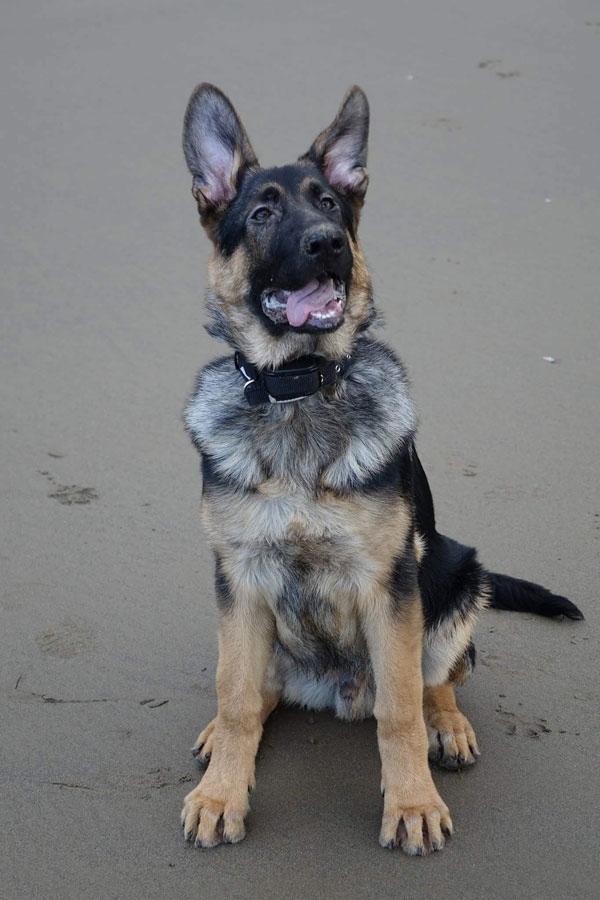 Young GSD Jackson looking for a new home