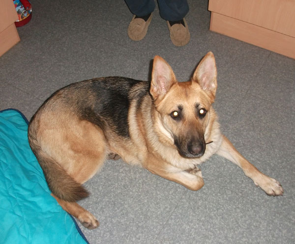 Marine young GSD girl looking for a home