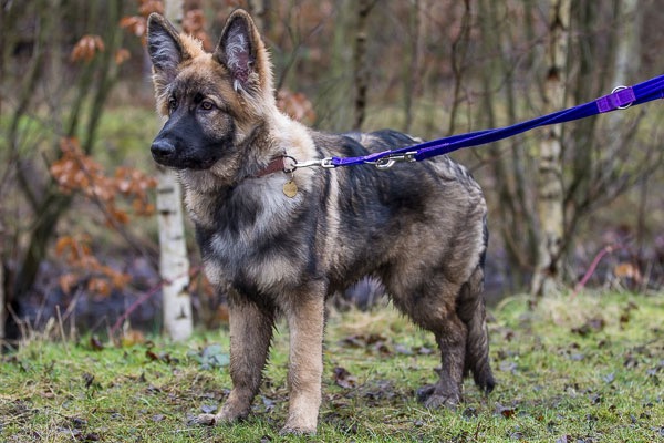 adopt a german shepherd