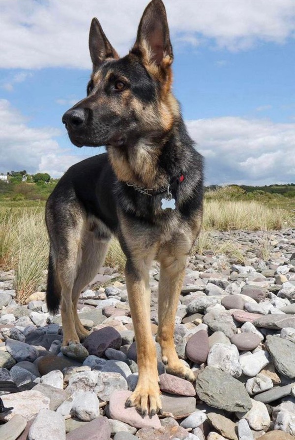Beautiful young GSD Ammo needs a new home