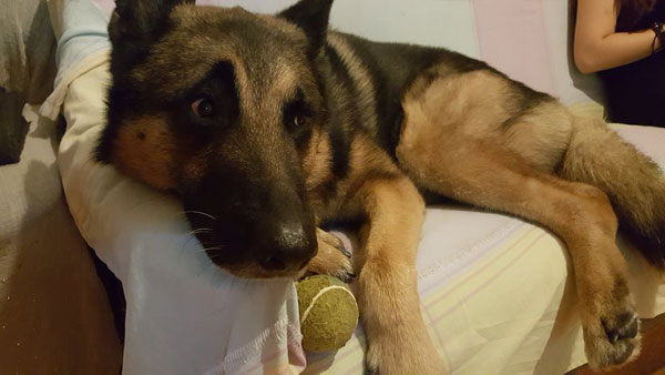 Ares GSD loves his sofa