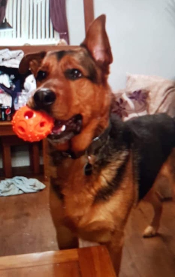 Bear the gsd needs a new home urgently