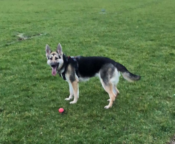 Bella gsd looking for a new home