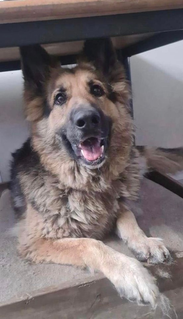 Casey female GSD needs a new home