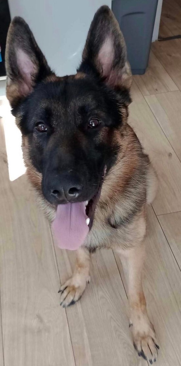 Ceasar young GSD looking for a new home