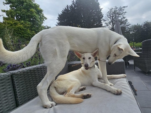 White GSD puppy needs a new home