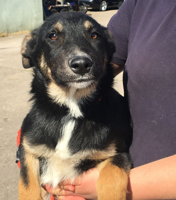 Charlie 5 month old GSD cross puppy