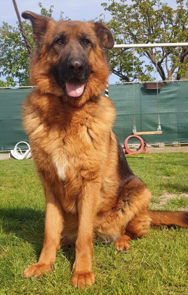 Daisy GSD looking for a new home