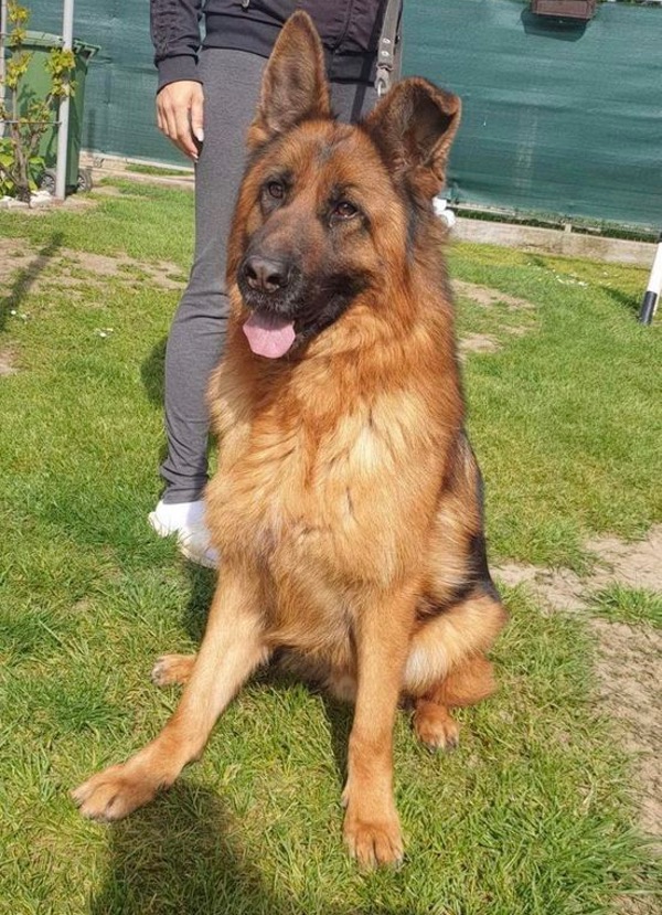 Del the GSD needs a new home